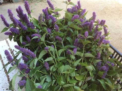 Everlasting Garden Specialty Herbs And Vegetables