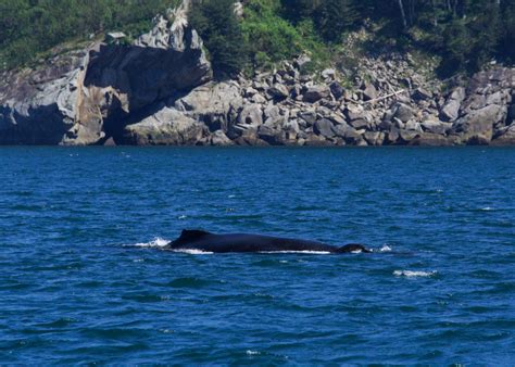 Alaska Whale Watching Guide: Best Time and Place to See Whales - Andrea ...