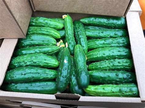 Огурцы Атлет f1: фотографии и описание, отзывы о сорте, посев, посадка ...