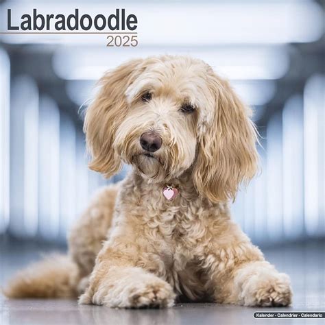 Australian Labradoodle Calendar 2025 Daron Emelita