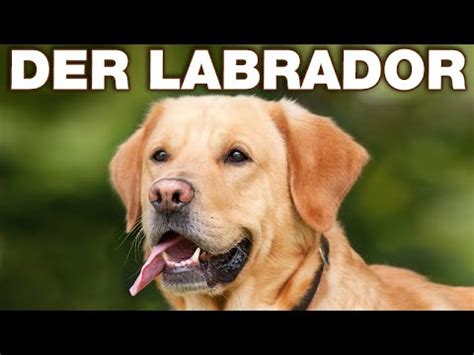 Der Labrador Anatomie und Biologie Alternative Fakten fürs Referat