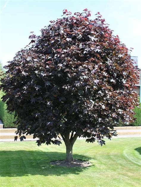 Acer Platanoides Faassen S Black Érable Plane Colonnaire Arbre Tige 6 8 Cm Pot