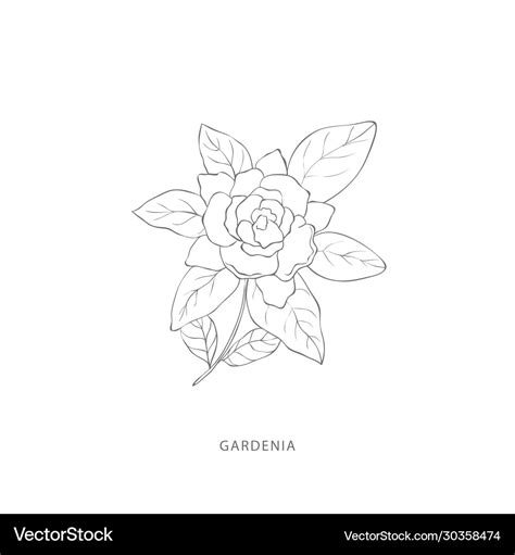 Gardenia Drawing Tattoo Photos