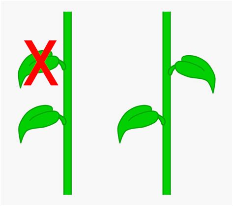 Стебель распечатать