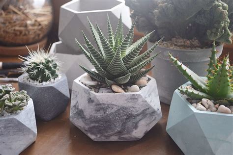 Хавортия Виды Фото – Telegraph