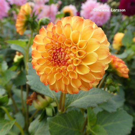 Kasasagi – Svenska Dahliasällskapet