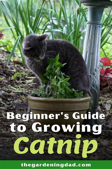 How To Grow Catnip 10 Easy Tips Growing Catnip Diy Herb Garden Catnip