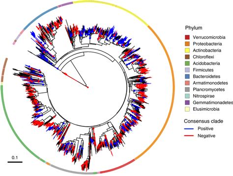 Phylogenetic Distribution Of The Averaged Response Across Locations Of