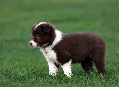 99 Border Collie Pictures Photos L2sanpiero