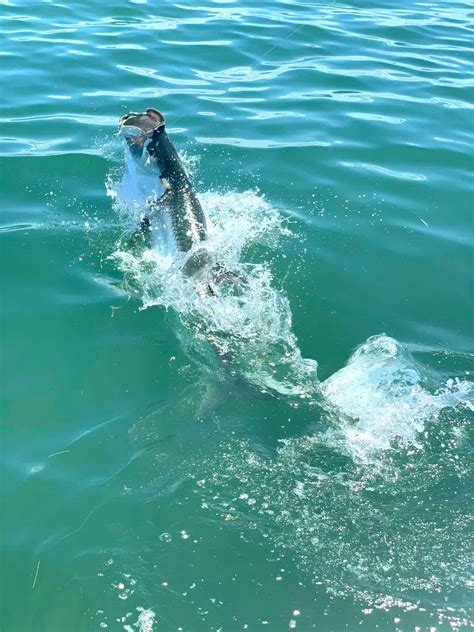 Inshore & Tarpon Fishing Gallery - Clearwater Inshore Fishing