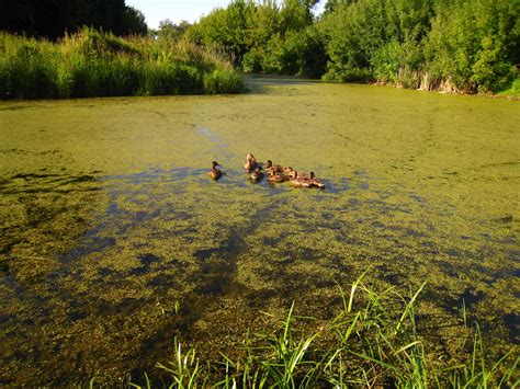 Серпень ☼ Вірш © Надія Красоткіна