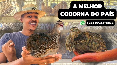 Melhor Gen Tica De Codorna Gigante Do Brasil Oportunidade Nica