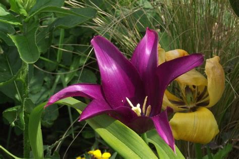 Tulip Purple Dream Grows On You