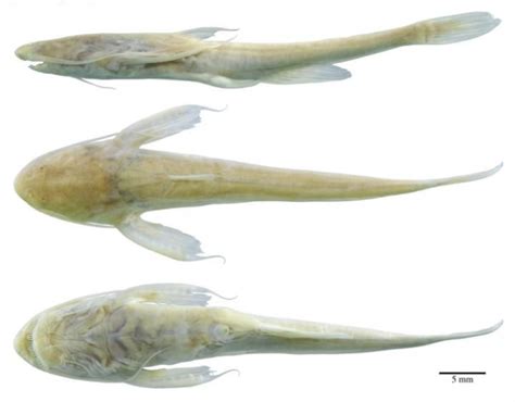 blind catfish  amazon  newly  discovered species ibtimes