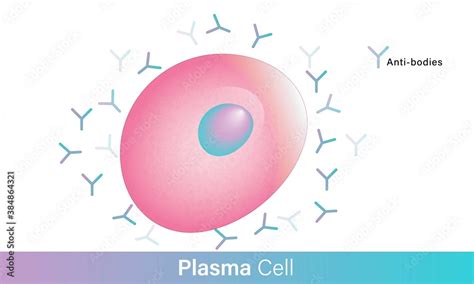 Plasma cell producing antibodies vector illustration. white blood cell of immune system. medical ...