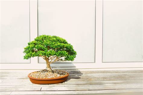 Bonsai Trees For Beginners And Beginners Bonsai Bonsai2u