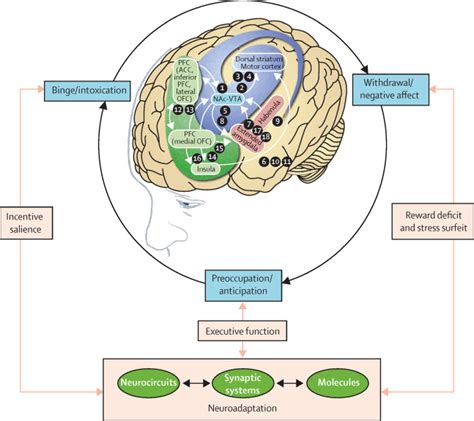 Neurobiology Of Addiction A Neurocircuitry Analysis The Lancet