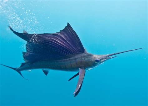 10 Fastest Animals in The World - Dogs Cats and Wild Animals Blog