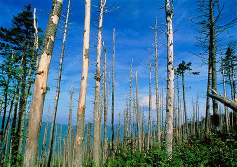 acid rain effects  trees  effects  acid rain   forest
