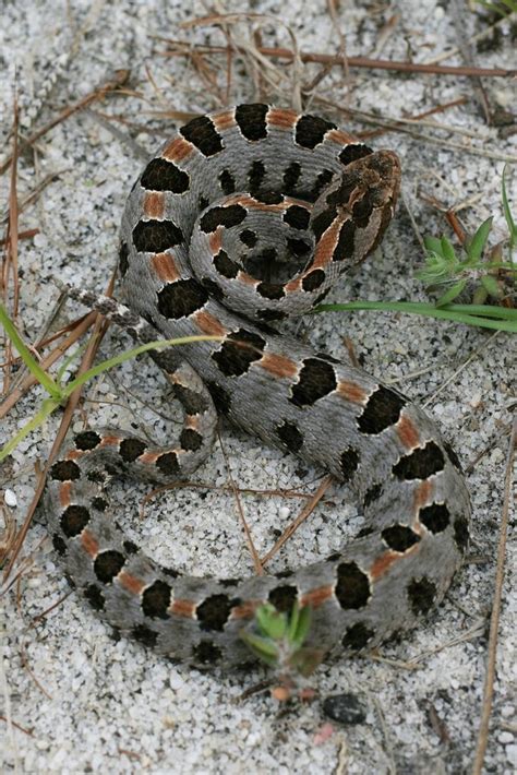 Carolina Pigmy Rattlesnake Reptiles Amphibians Cool Snakes Snake