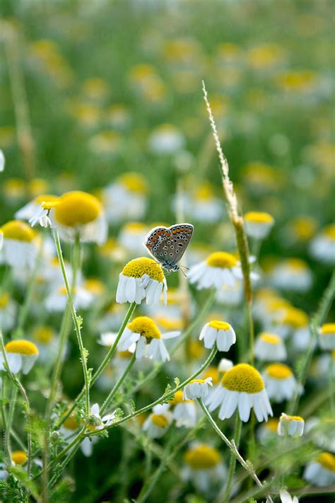 Butterfly Resting On Camomile Flower By Stocksy Contributor Pixel