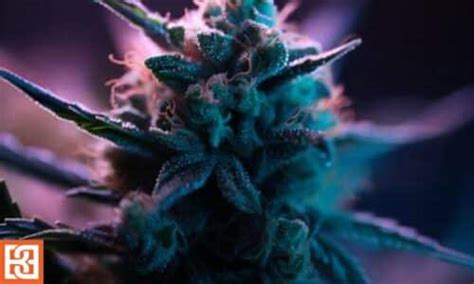 Best Cannabis Strains For Depression Blimburn Seeds Blog