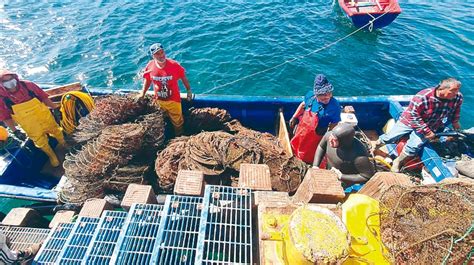 Pescadores De Cifuncho Logran Primera Cosecha De Ostiones Y Ostras En