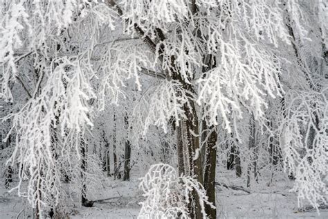 Mountain Landscapes With Trees In Winter Stock Photo Image Of