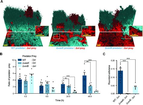 T SS Killing In Mature Biofilms A Three Dimensional Images Of