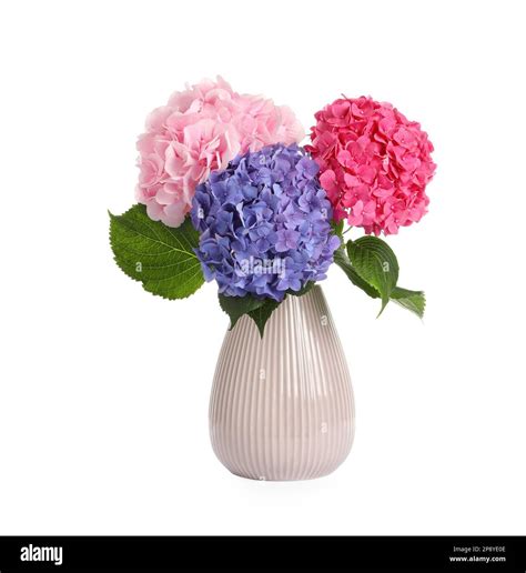 Bouquet with beautiful hortensia flowers isolated on white Stock Photo ...