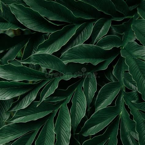 Abstract Green Leaf Texture Nature Background Tropical Leaf Stock