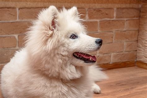 Is A Samoyed Good With Cats Prey Drive Socialization And Tips Dogster