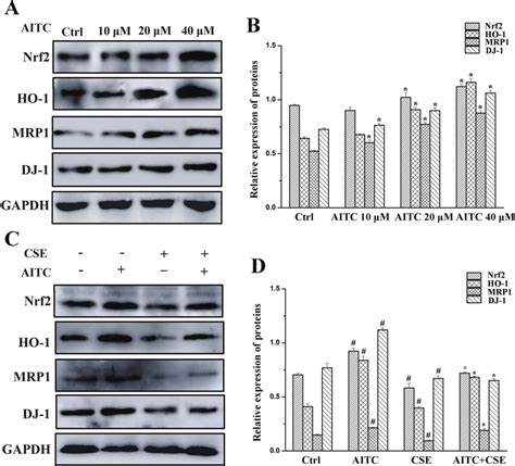 Protein Expression In 16hbe Cells Following Treatment With Aitc And