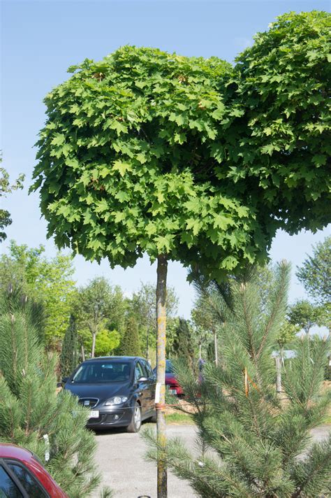 Garten-Navi / Kugel-Spitzahorn - Acer platanoides "Globosum"