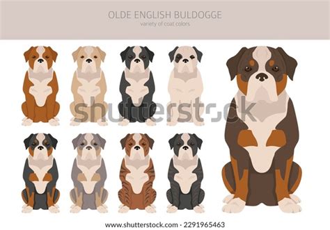 Leavitt Bulldog: Over 11 Royalty-Free Licensable Stock Vectors & Vector ...