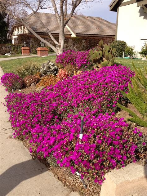 January: ice plant in bloom. Invasive species, but spectacular color