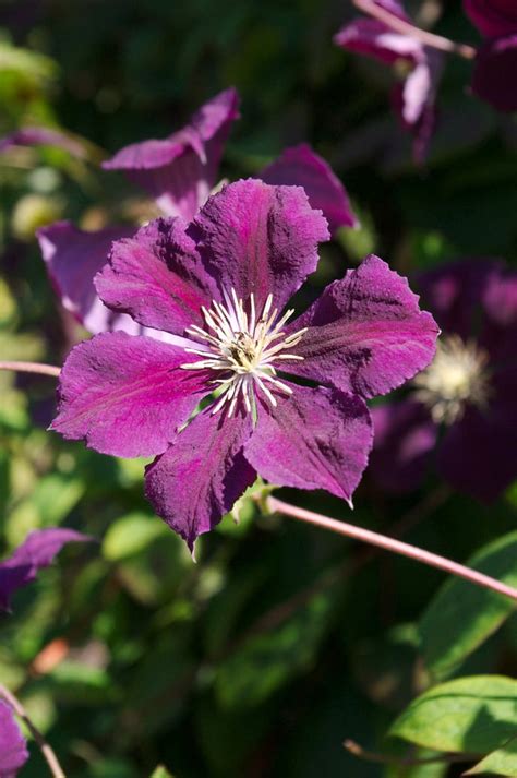 Clematis 'Blue Belle' (Vt) | clematis 'Blue Belle' Climber Wall Shrub/RHS
