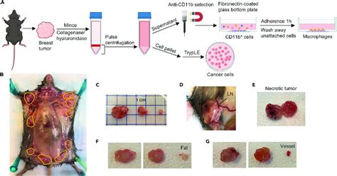 Harvest The Primary Tumors From The Mmtv Pymt Mouse A Schematic