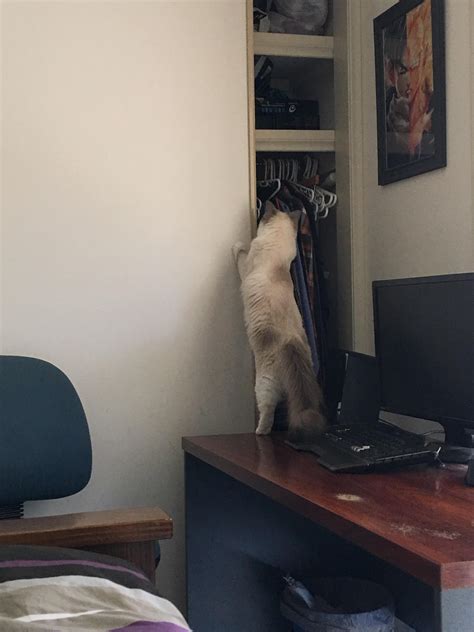 Ragdoll cat coat is getting darker and dark spots ? : ragdolls