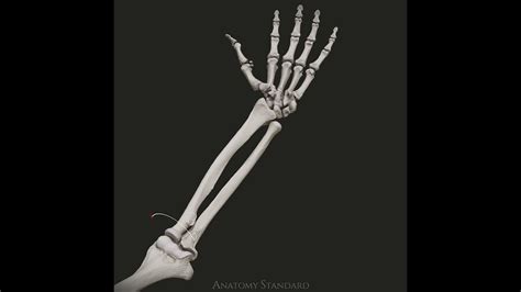 The Supination And Pronation Movement Of The Forearm Youtube