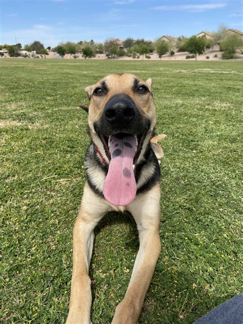 Happy Boi Good Boi Happydogs