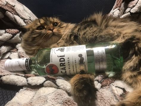 Кот пират-) | Пикабу