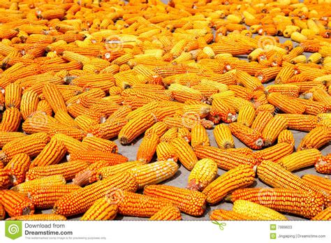 Drying Corn Farmers Stock Image Image Of Exception Harvest 7989603