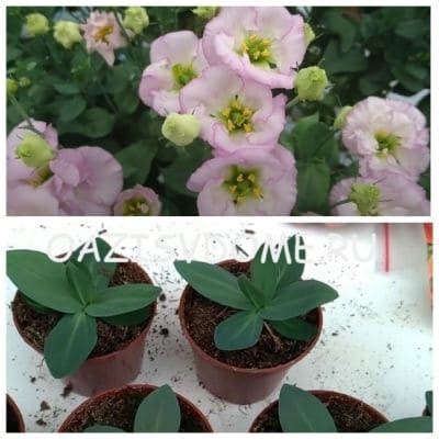 Когда и как сажать калибрахоа семенами на рассаду в 2023 пошагово с ...