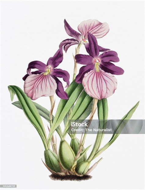 난초 꽃 그림입니다 Miltonia Moreliana 난초 순수예술 그림에 대한 스톡 벡터 아트 및 기타 이미지 - 순수예술 ...