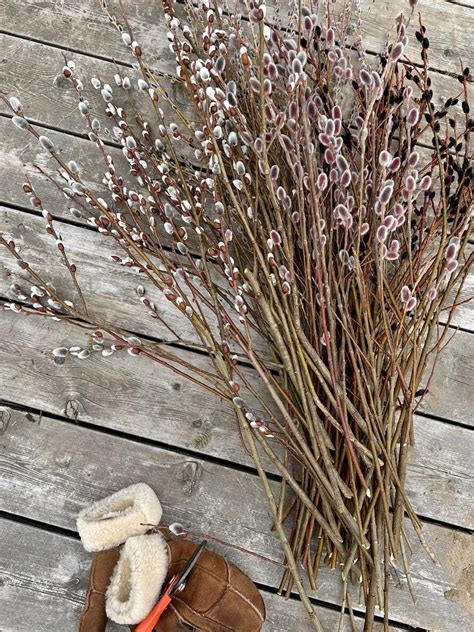 Preserving Pussy Willows For Year Round Use TANGLEBLOOM