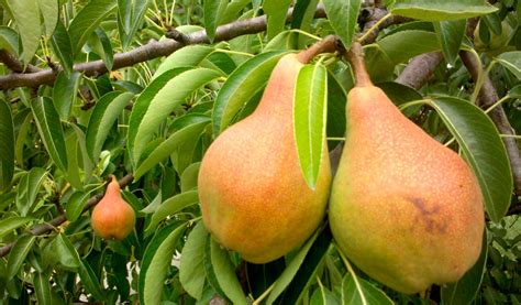 Какие бывают сорта груш? Описание и фото сортов груш