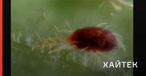 Паутинные клещи «раздевают» самок, срывая с них кожу перед спариванием