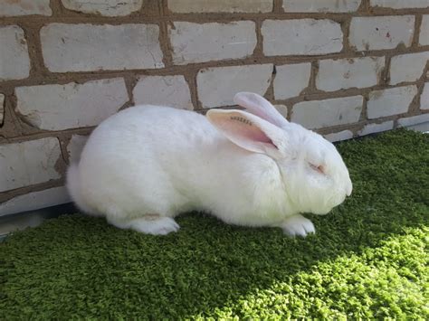 Новозеландский белый кролик — купить
