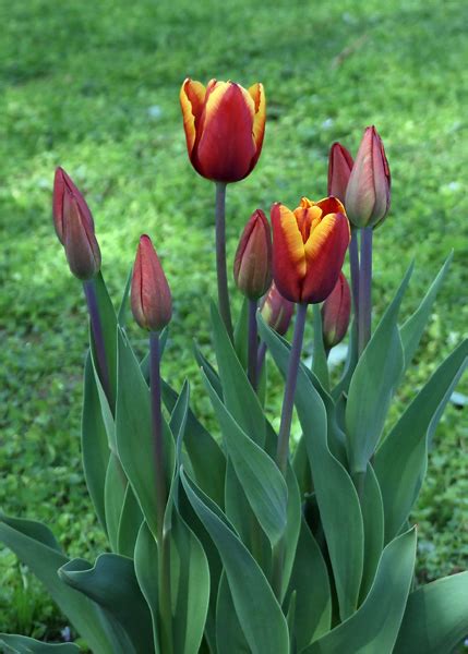 Коричневые тюльпаны - Сергей Калякин — ЖЖ